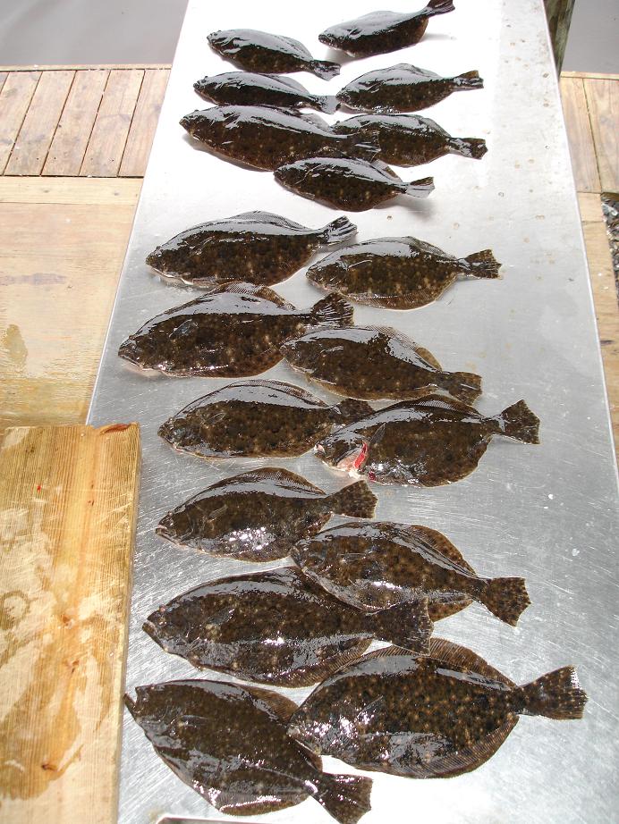 Just the Flounders